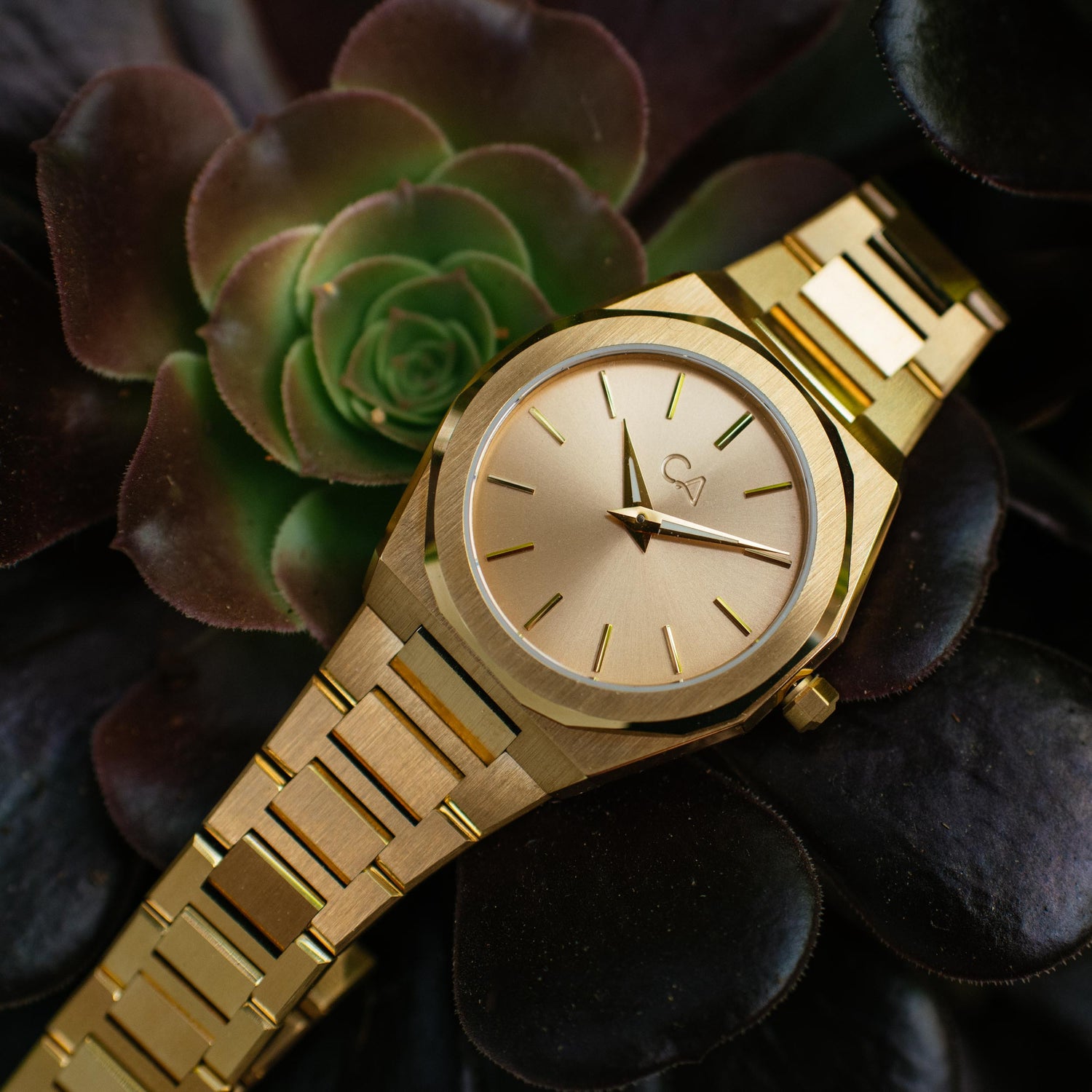 california watch co hollywood 32 all gold on a plant
